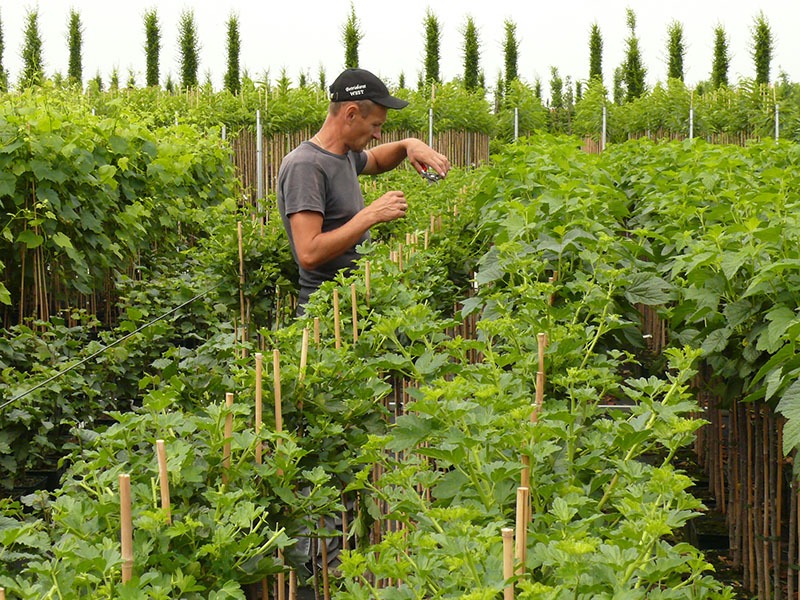 Produktion von mehrjährigen Pflanzen und Gehölzen