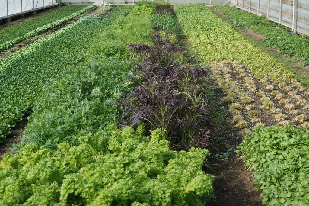 Blattgemüse vor Ernte