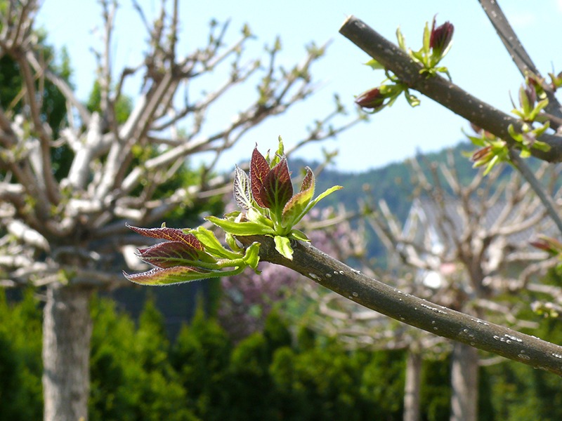Werte deinen Garten auf