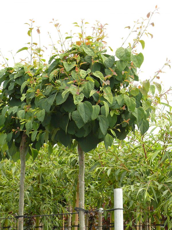 Werte deinen Garten auf