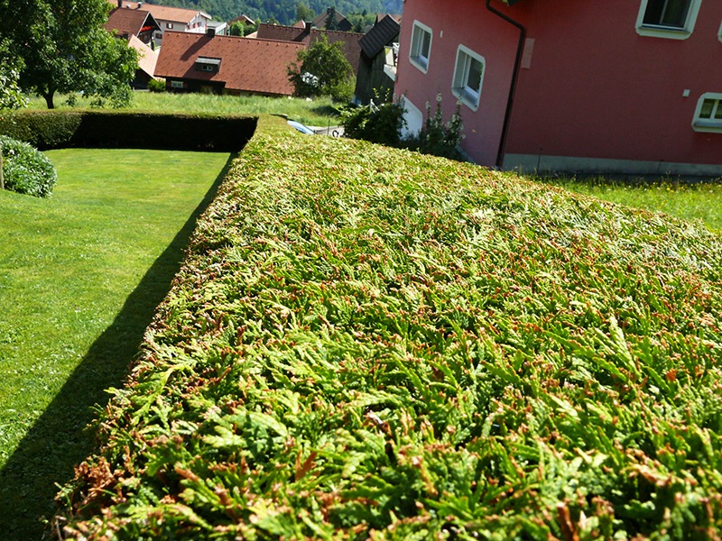 Ran an die Hecke
