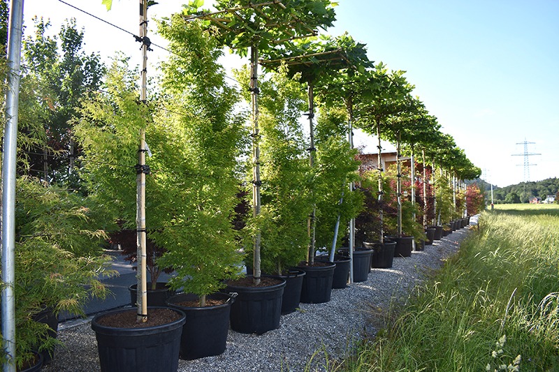Werte deinen Garten auf