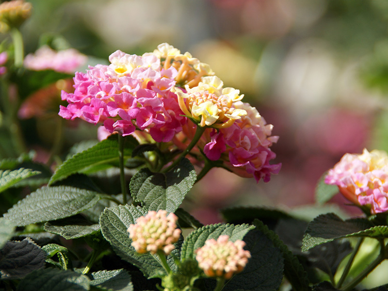 SONY DSC