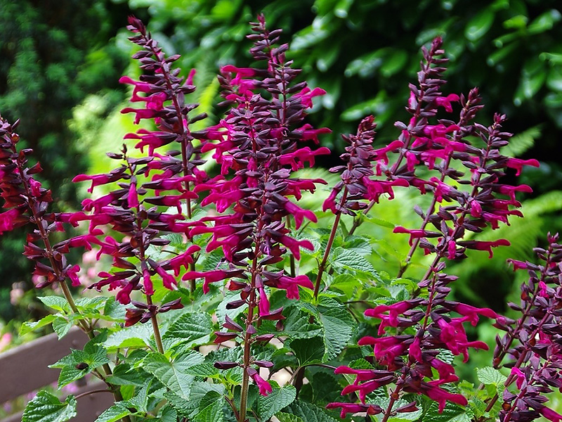 Salvia Rockin: Bienen lieben den Sommer-Salbei