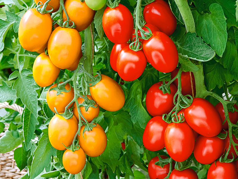 Solanum Rubinoviy Kulon F1