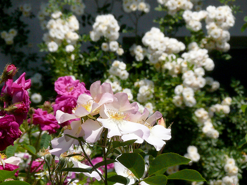 Flora_1