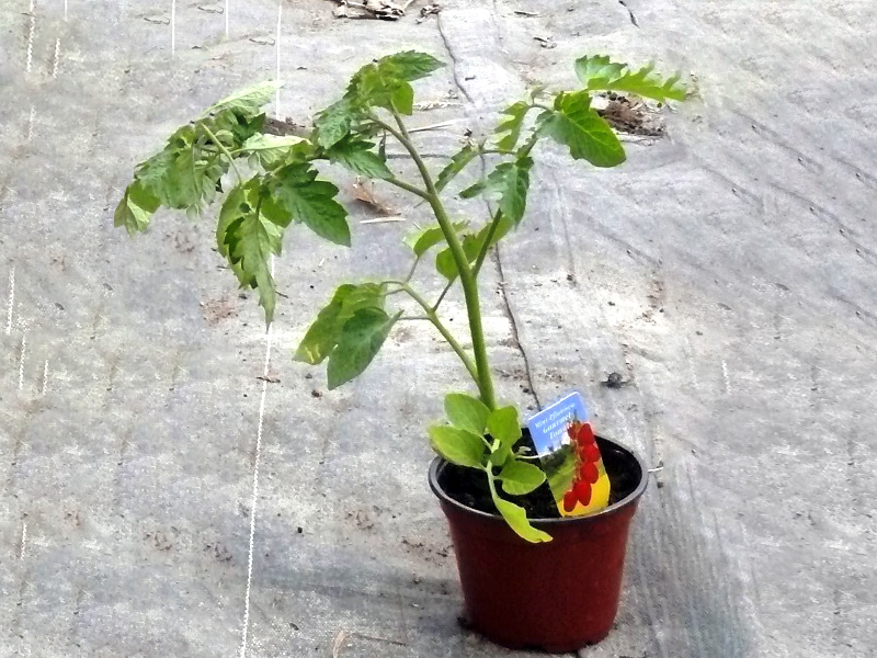 07-tomaten