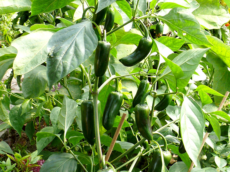 08-pauli-pepper
