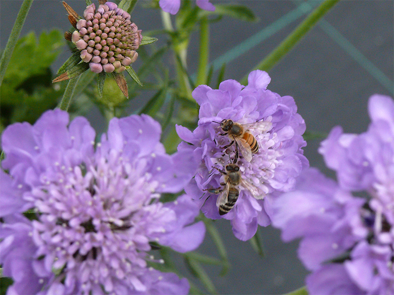 10-scabiosa
