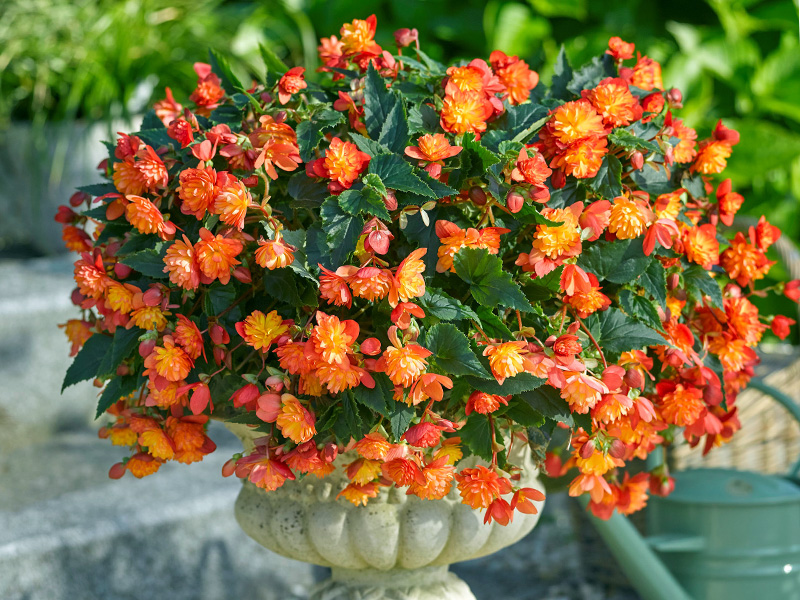 Begonia tub., Harlequin, Renner 60,