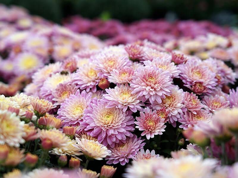 GT_02.10.2022_1 Rosarote Chrysanthemen
