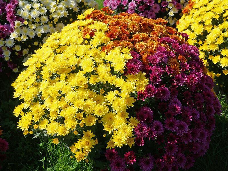 GT_02.10.2022_3 Gelbe, orange und Violette Chrysanthemen