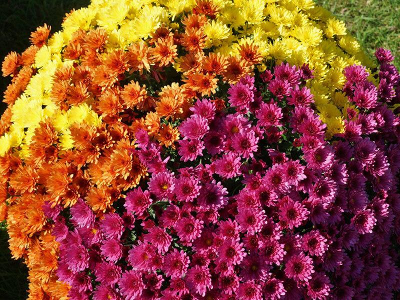 GT_02.10.2022_4 Gelbe, orange und Violette Chrysanthemen