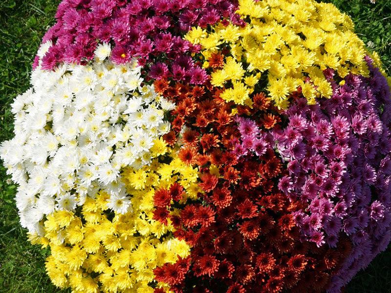 GT_02.10.2022_5 Bunte Chrysanthemen