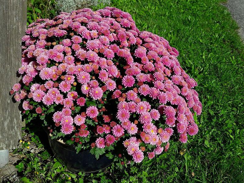 GT_02.10.2022_6 Rosarote Chrysanthemen