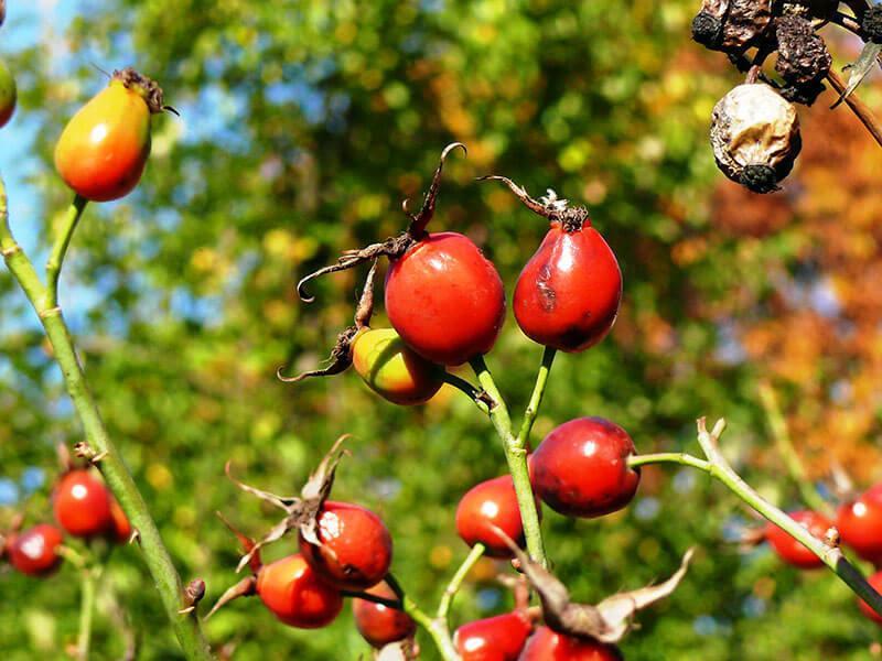 GT_09.10.2022_2 Frucht der Rosa canina (Hundsrose)