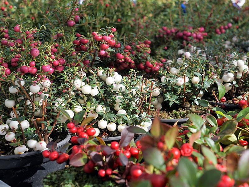GT_09.10.2022_7 Zwergbeerensträucher