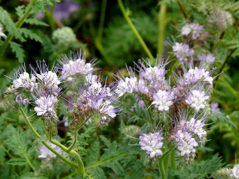 GT_28.07.2023_9 Gründüngung Bienenfreund