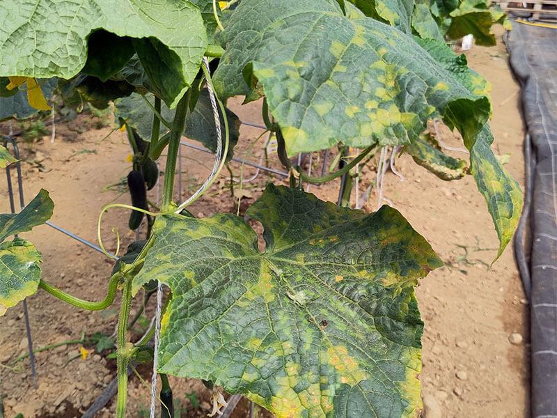 GT_12.07.2024_1 Zucchiniblätter mit gelben Flecken