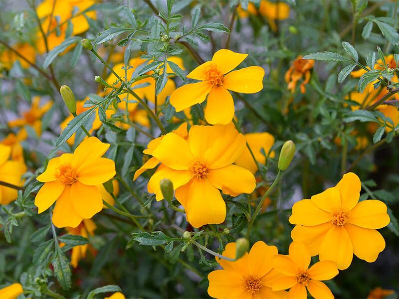 GT_26.07.2024_2 Tagetes Gold Metal; Duftmariechen