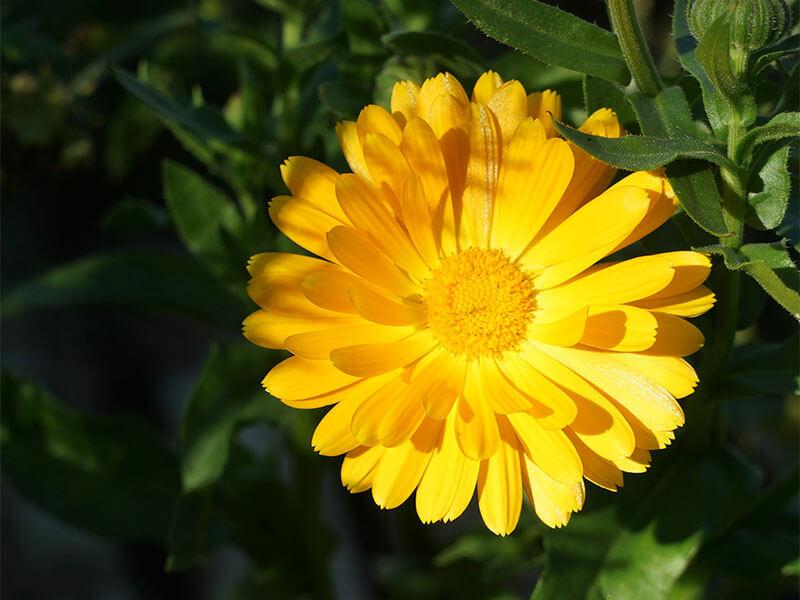 GT_26.07.2024_4 Ringelblume