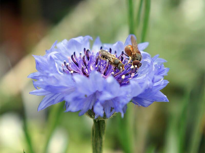 GT_26.07.2024_6 blaue Kornblume mit Fliegen