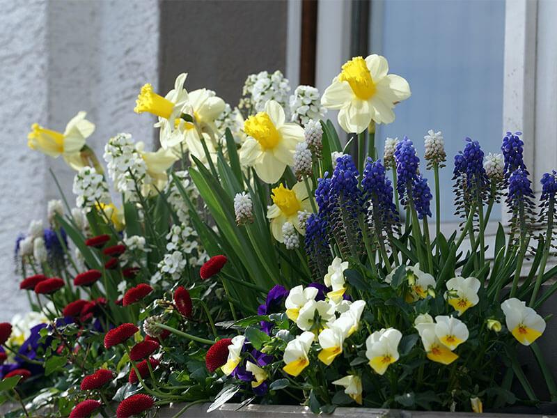 Frühlingsboten