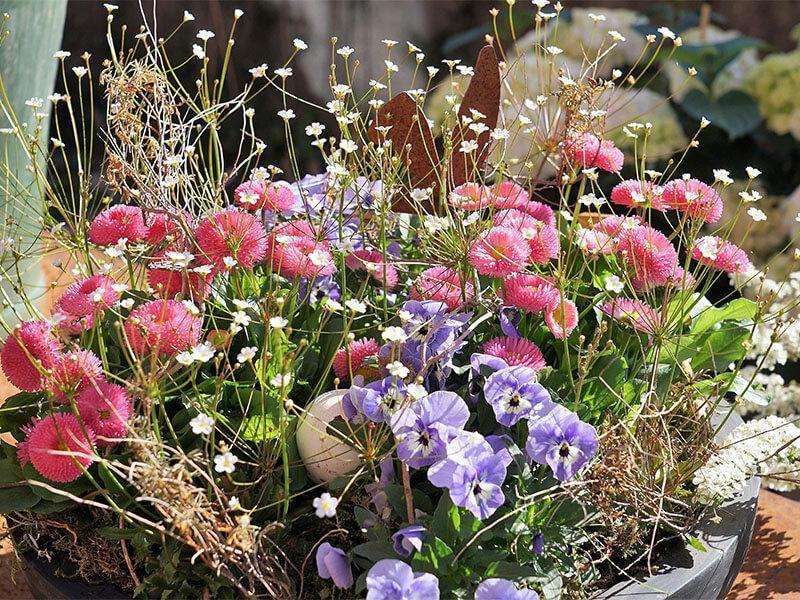 Frühlingsschale mit Saxifraga Frühlingsschale mit Saxifraga