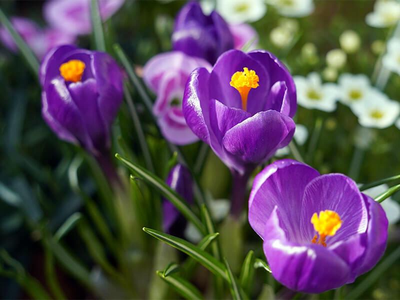 Frühlingsbote Krokus Nahaufnahme von lilafarbenen Krokussn in Wiese