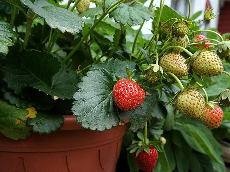 GT_11.04.2025_2 Erdbeeren an Pflanze in Topf
