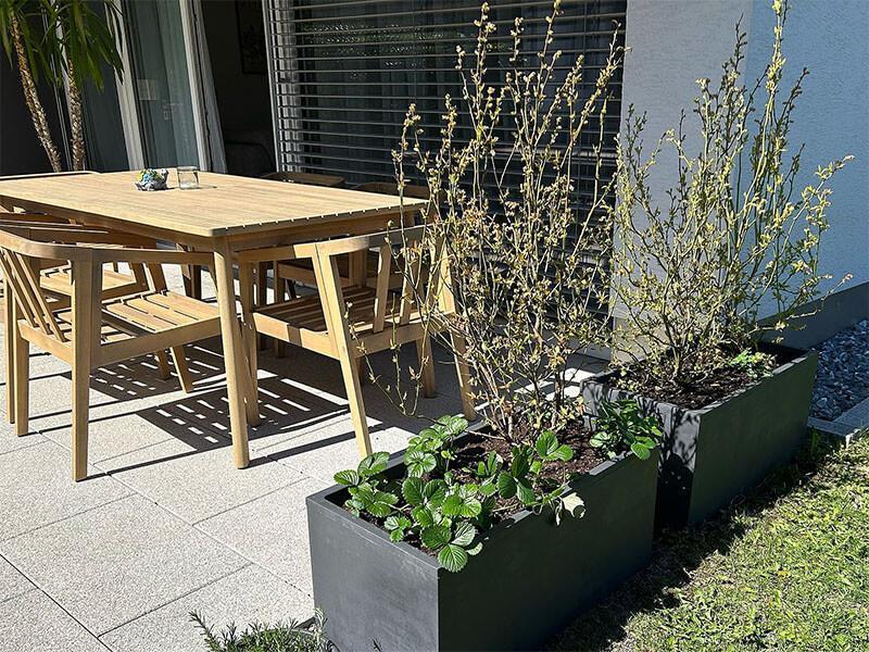 GT_11.04.2025_3 Erdbeeren in Blumenkästen auf Terrasse