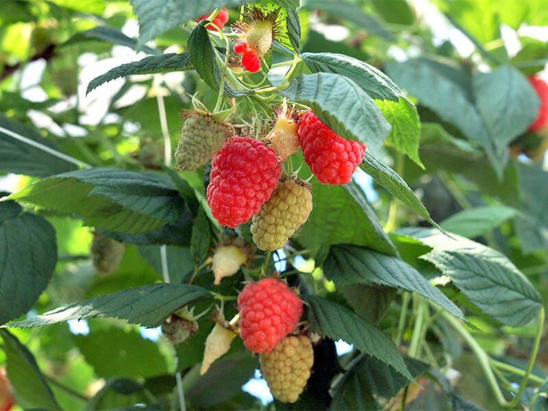 GT_11.04.2025_4 reife Himbeeren am Strauch