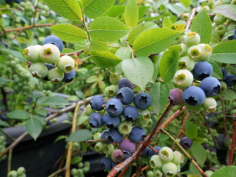 GT_11.04.2025_5 Close-up von reifen und unreifen Heidelbeeren am Strauch