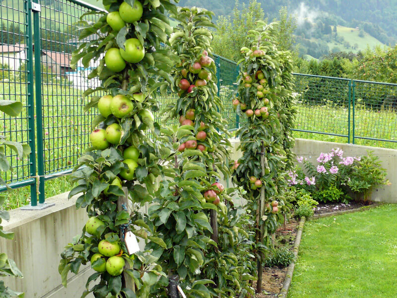 Säulenäpfel im Garten
