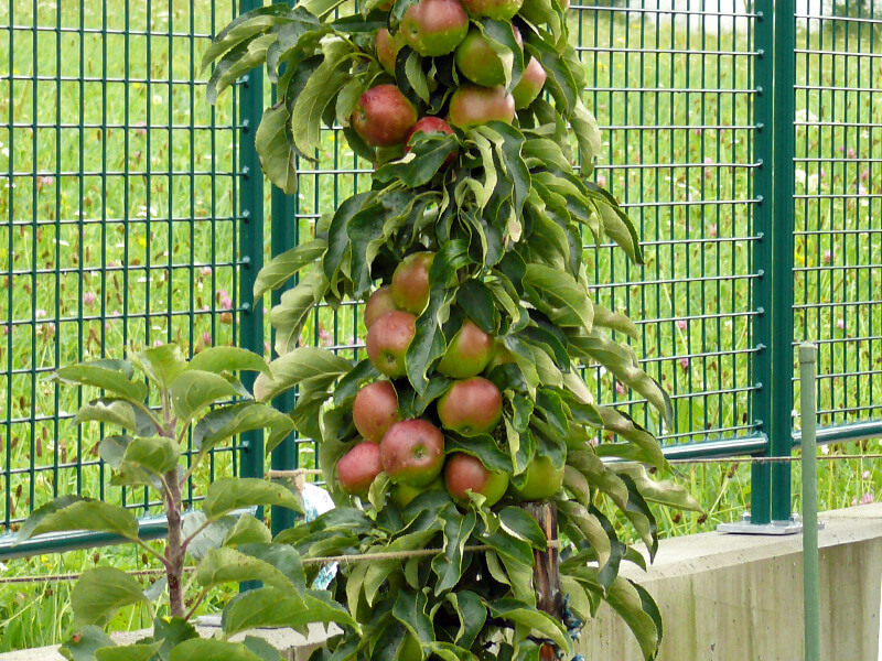 Rote Säulenäpfel