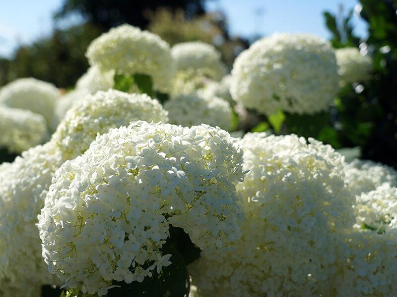 Ballhortensie Annabelle in weiß