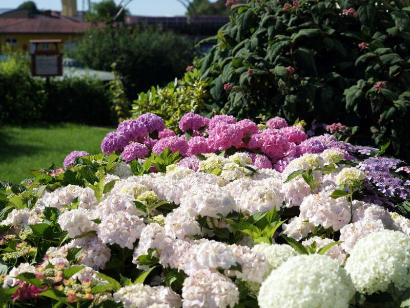 Baerhortensie in lila, pink, rosa und weiß in einem Garten hinter einem Haus.