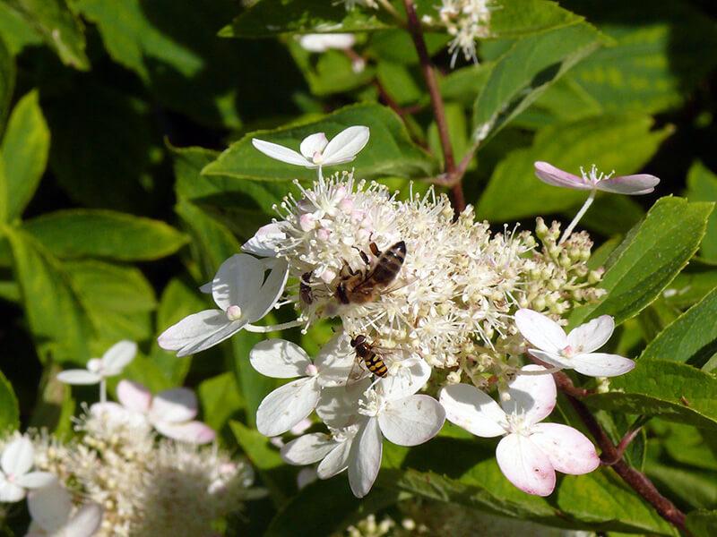 Biene auf weißer Rispenhortensie