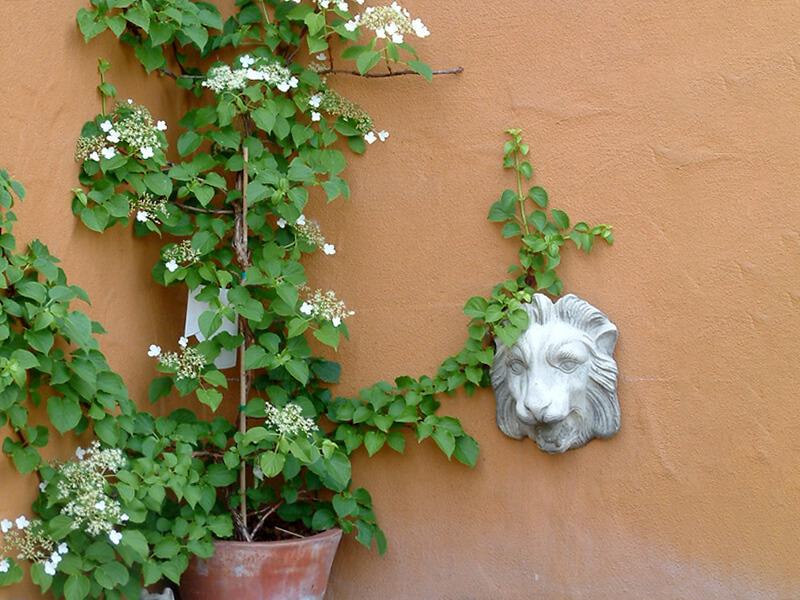 Kletterhortensie an oranger Hauswand mit weißen Blütenständen, daneben ein Löwenkopf aus Stein.