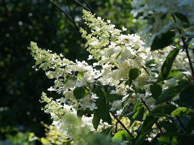 Rispenhortensie mit weißen Blüten