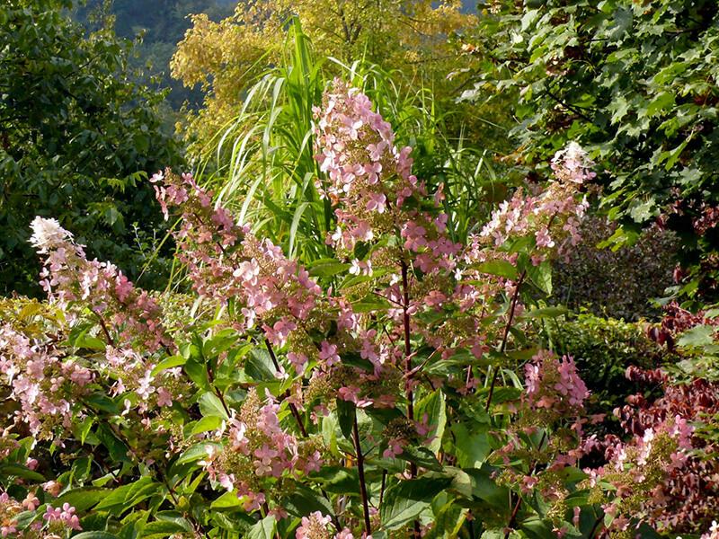 Abgeblühte Rispenhortensie mit rosa Blütenständen im Herbst.