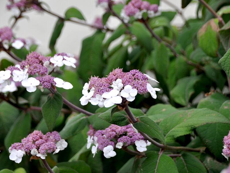 Samthortensie mit weißen Blüten und lilafarbenen Blütenrispen.