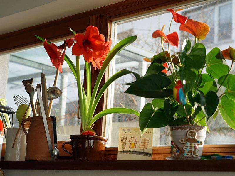 Blühende Zimmerpflanzen mit roten Blüten auf Fensterbrett