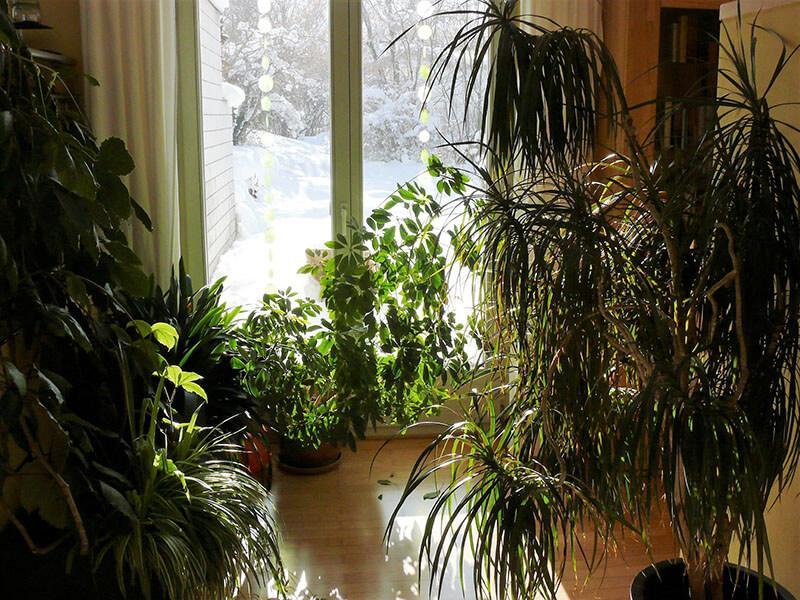 Zimmerpflanzen vor Fenster mit Lichteinfall, Winterlandschaft draußen