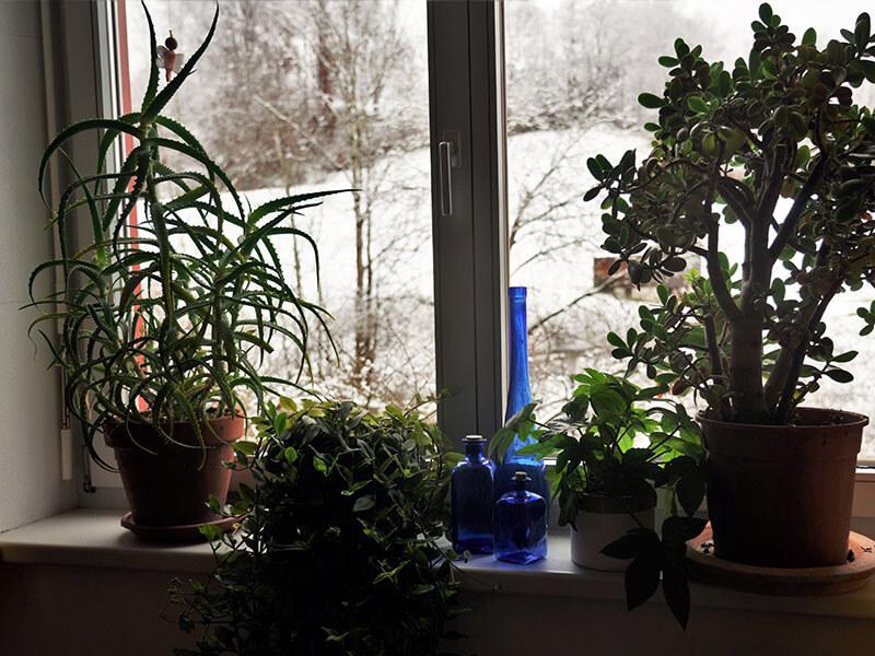 Zimmerpflanzen auf Fensterbrett, Winterlandschaft im Hintergrund