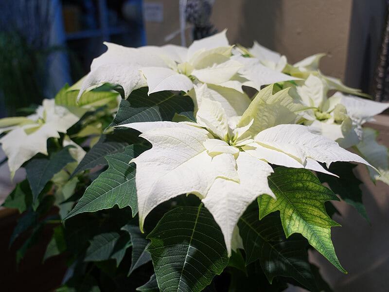 Weihnachtsstern weiß