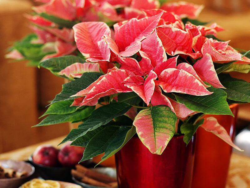 Poinsettia panaschiert