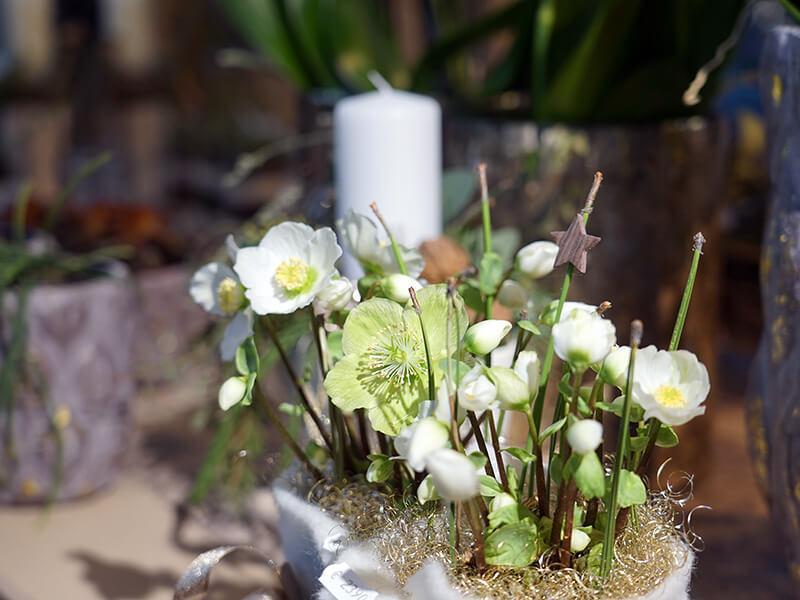 Helleborus dekoriert
