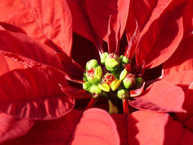 Weihnachtsstern Blüte