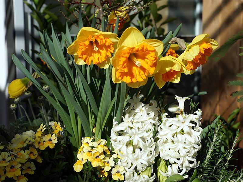 Hübsches für die Osterfeiertage VORARLBERGER GÄRTNER & FLORISTEN
